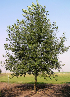 Northwest Poplar