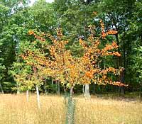 Russian Olive In The Fall