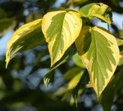 summer leaves