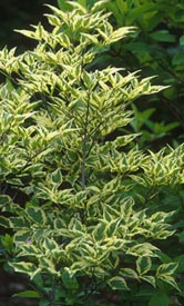 Dogwood (Gold Variegated) 