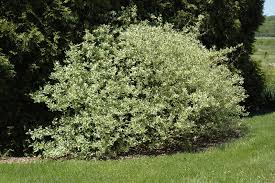 Dogwood (Silver Variegated) 