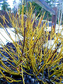 Winter Dogwood