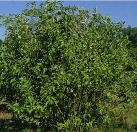 Dogwood  Bud's Yellow Twig