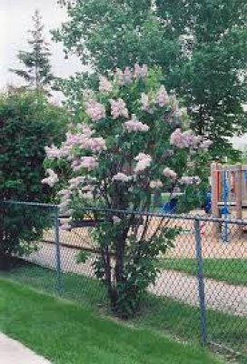 Mature Plant in Bloom