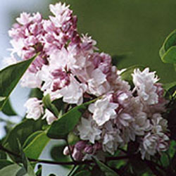 Fragrant - Beauty of Moscow 