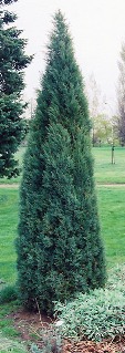 Medora Juniper in a Garden Setting