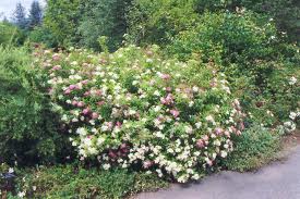 Shirobana Spirea In Bloom