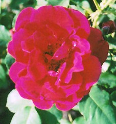 Cuthbert Grant Flower