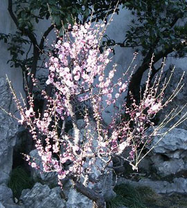 Evans Cherry In Bloom