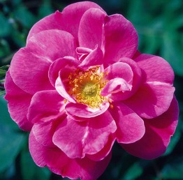John Cabot Blossom