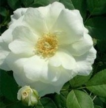 Prairie Snowdrift Flower