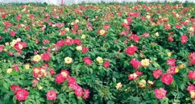 Grouping of Campfire Roses