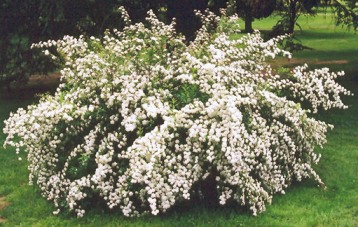 Snowmound Spirea in Bloom