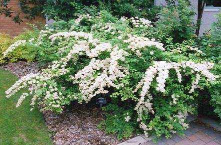 Snow White Spirea in Full Bllom