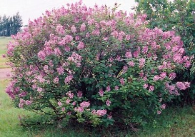 Mature Tree in Full Bloom