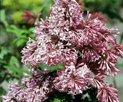 Miss Kim Flower Blossoms