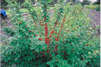 Nanking with Berries