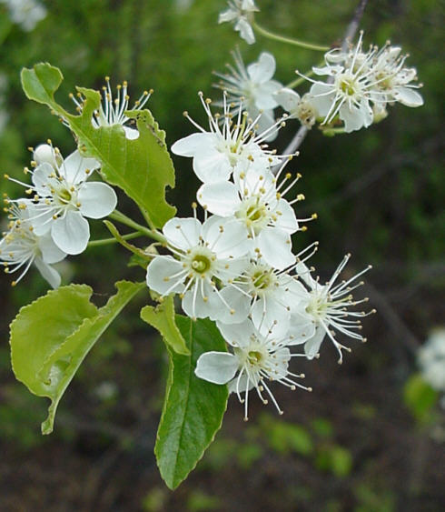 Pin Cherry Blooms