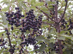 Chokecherries