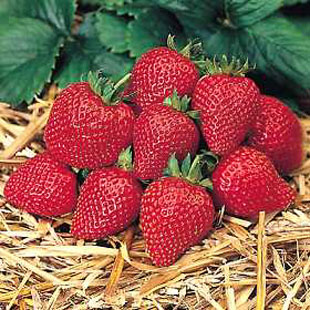 Strawberries