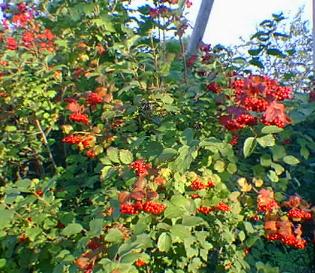 HIghbush Cranberry