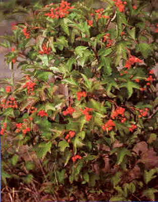 Highbush Cranberries