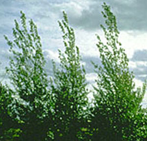 Poplar (Assiniboine)