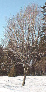Wintering Black Ash