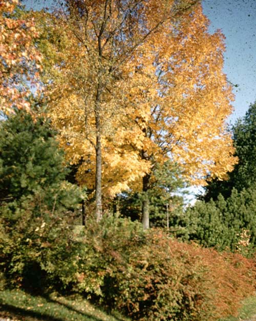 Mrvs, Boyle, Alberta fruit trees, ornamental trees, plants, landscape