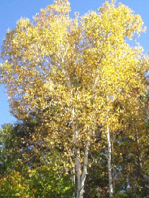 Fall Paper Birch