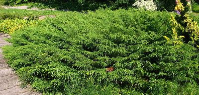 Russian Cypress in a Garden Bed