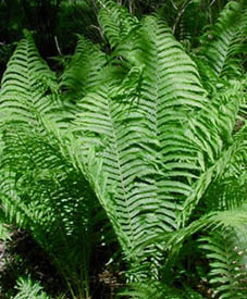 Ostrich Fern