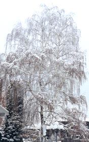 Winter Weeping Birch