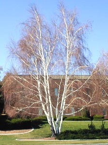 Fall Weeping Birch