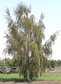 Summer Weeping Birch