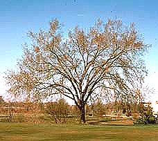 American Elm in the Fall