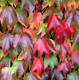 Virginia Creeper