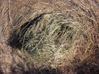 Center of the bale shows the green nature of the hay