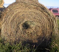 Good quality coarse grass hay, that has lots of energy and easily digestible