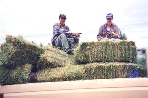Truck Full of the best alfalfa bales that money can buy!!