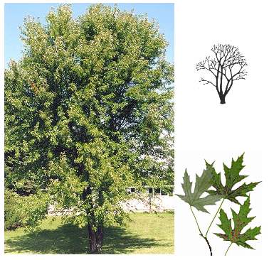 Silver Maple - tree & leafs