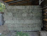 All squarte bales are stacked off the ground