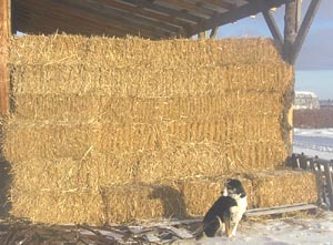 Straw so valuable, it needs to be protected by guard dogs!!