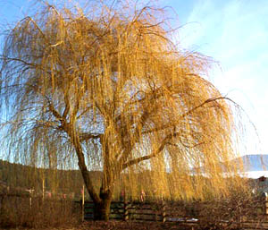 Fall Willow