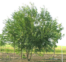 Laurel Leaf Willow