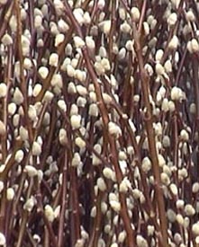 Pussy Willow