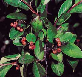 Cotoneaster (Peking) 