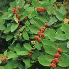 Honeysuckle(Sweetberry)