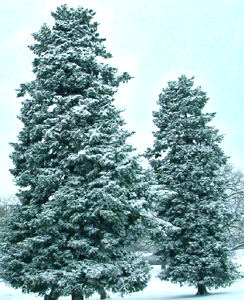 Wintering Balsam Fir
