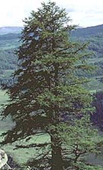 Larch - Siberian